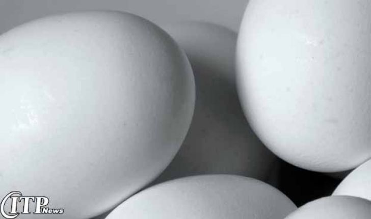  کاهش صادرات تخم‌مرغ