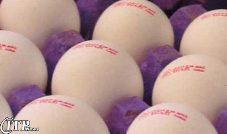 رشد صادرات تخم مرغ در سال 94