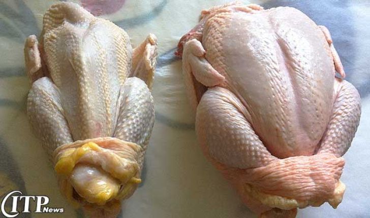 حمایت از تولید مرغ با استاندارد جهانی به منظور صادرات