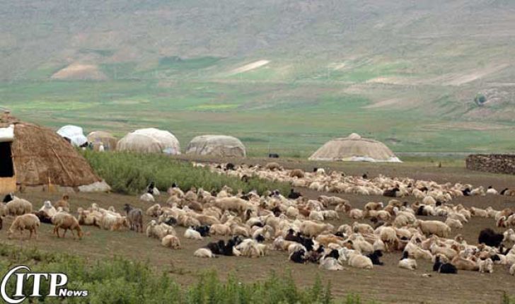 گوسفندان ایرانی در راه عراق