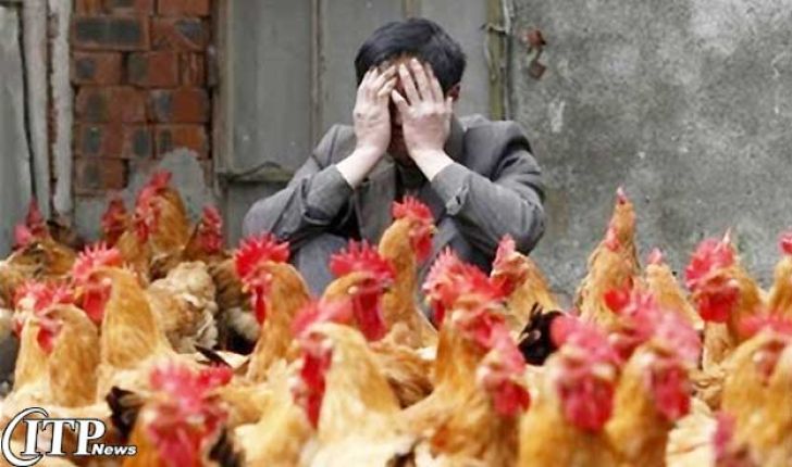 گرفتاری مالی مرغداران در پی کاهش قیمت مرغ