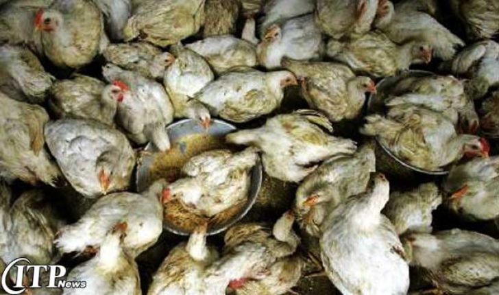 مقصر اصلی کاهش قیمت مرغ خود تولیدکنندگان و مرغداران هستند!