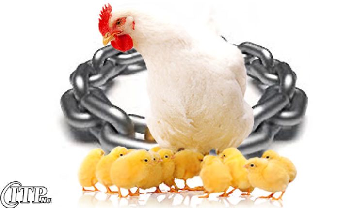 زنجیره تولید مرغ در همدان امسال به بهره‌برداری می‌رسد