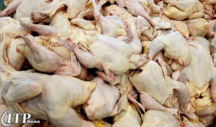 200 هزار تن سرریز تولید مرغ درکشور