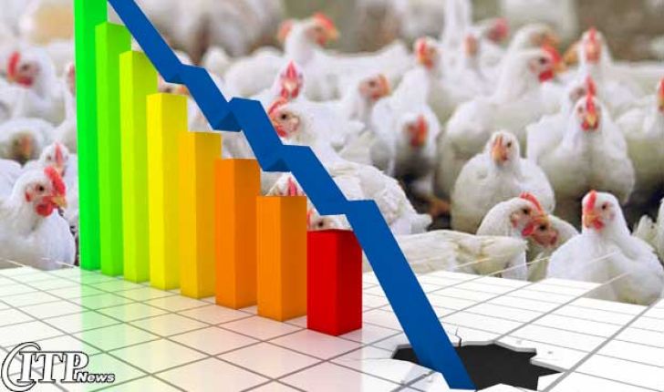 کاهش ۵,۷۶ درصدی شاخص قیمت تولیدکننده محصولات مرغداری صنعتی