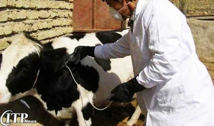 کشاورزان از تزریق خود سرانه آنتی بیوتیک در حیوانات خودداری کنند