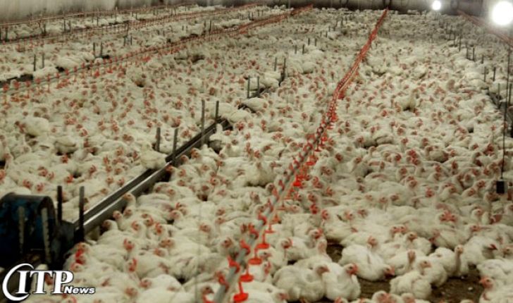 تولید گوشت مرغ در ایلام به ۵۵ هزار تن می رسد