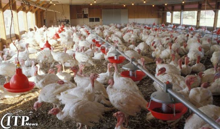 شاخص قیمت تولید مرغ در زمستان سال گذشته 6 درصد افزایش یافت