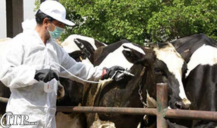 تزریق بیش از 100 هزار واکسن تب برفکی در شهرستان هرسین