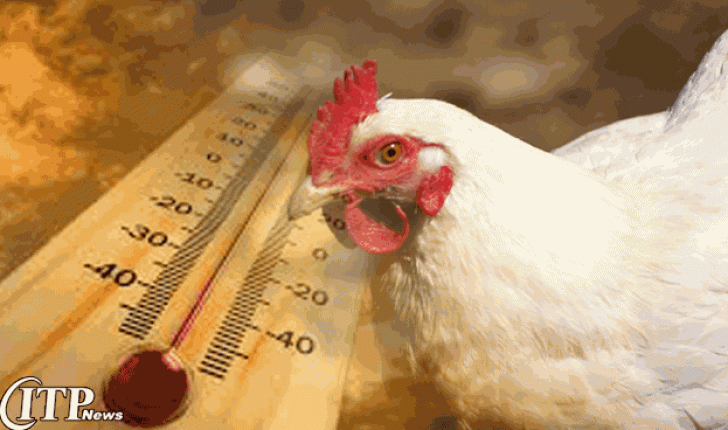 افزایش موج گرما در هند و افزایش بهای گوشت مرغ