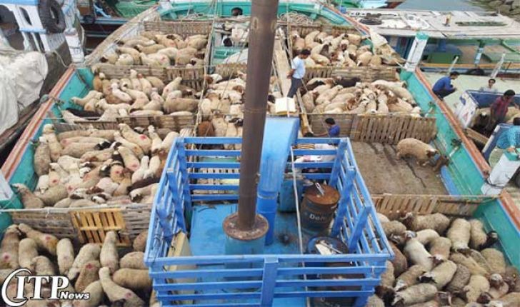 صادرات 60 هزار راس گوسفند زنده از کرمانشاه به کشورهای حاشیه خلیج فارس