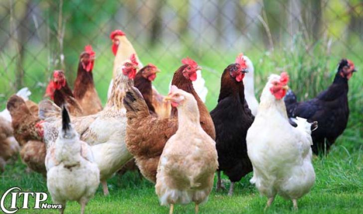 پرورش مرغ بومی برای تولید گوشت سفید ارگانیک