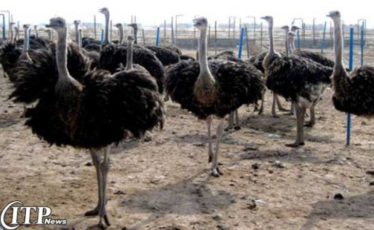 افزایش 2 تنی تولید گوشت شتر مرغ در خراسان جنوبی