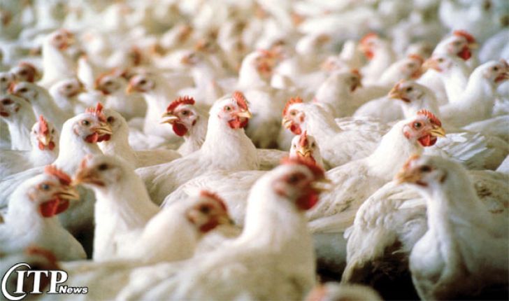 سالانه 56 میلیون قطعه مرغ در کردستان تولید می شود