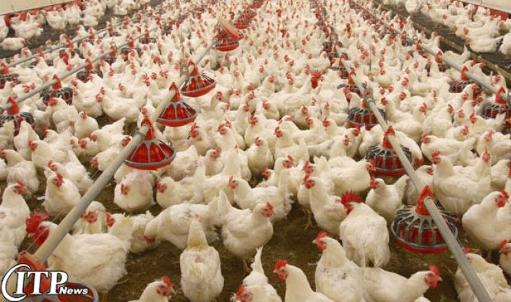 راه اندازی واحد40000 قطعه ای پرورش مرغ گوشتی با مشارکت بانک کشاورزی استان مازندران