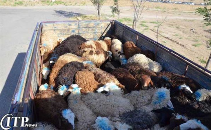 تأثیر خروج دام غیرمجاز از کشور بر روی قیمت گوشت گوسفندی