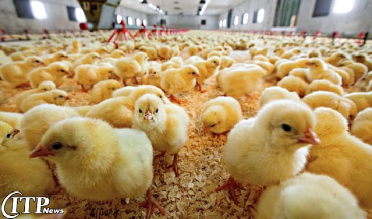 کاهش جوجه ریزی بین 10 تا 15 درصدی/ عرضه مرغ منجمد افزایش یابد 