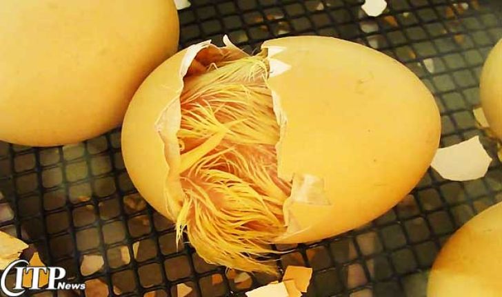 تعیین جنسیت جنین مرغ صنعتی یک گام به موفقیت نزدیک شد