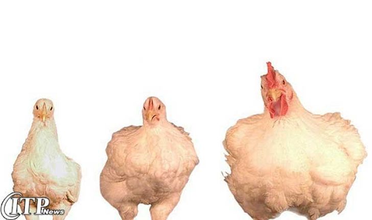 پرکشیدن قیمت مرغ در بازار/ قیمت واقعی 7200 تومان مسئولان یا 8000 تومان مرغداران؟