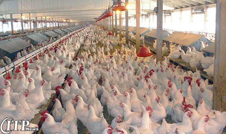تشکیل زنجیره تولید گوشت مرغ در استان زنجان