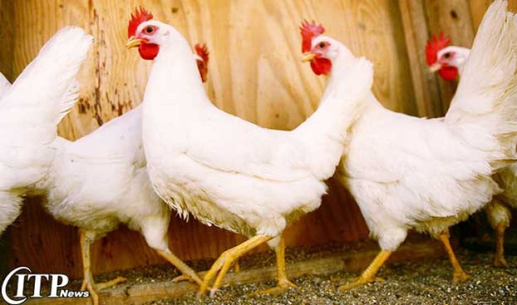عقب گرد در تولید گوشت مرغ و زمزمه واردات