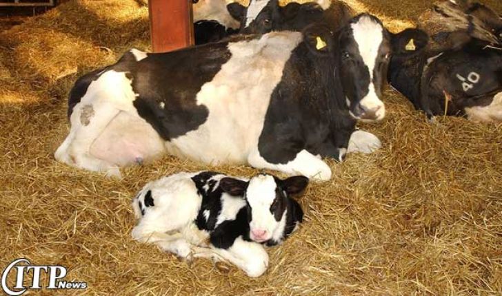 مدیریت استرس برای کاهش مرگ جنین در گاوها