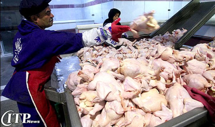 ثبات قیمت مرغ در بازار/ صاردات 25 هزارتن مرغ به عراق