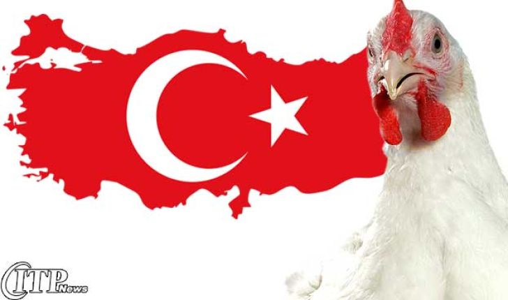 ترکیه بعد از آنفولانزای مرغی
