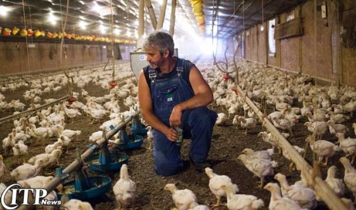 صنعت گوشت و مرغ برای اقتصاد آمریکا ضروری است