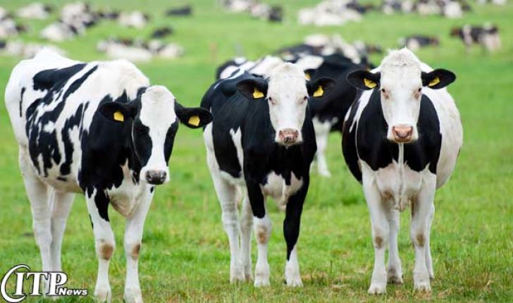 پیش بینی ارزش غذایی جیره های روزانه گاوهای شیرده