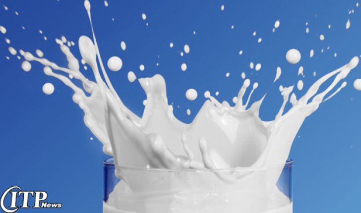 خرید روزانه ۸۰ تن شیر از دامداران البرزی برای صادرات شیرخشک