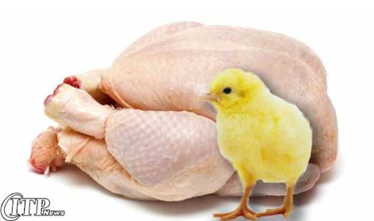 60گرم از گوشت مرغ بیش از 2400 تومان
