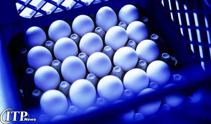 ۱۶۰۰ تن تخم مرغ از قزوین صادر شد 