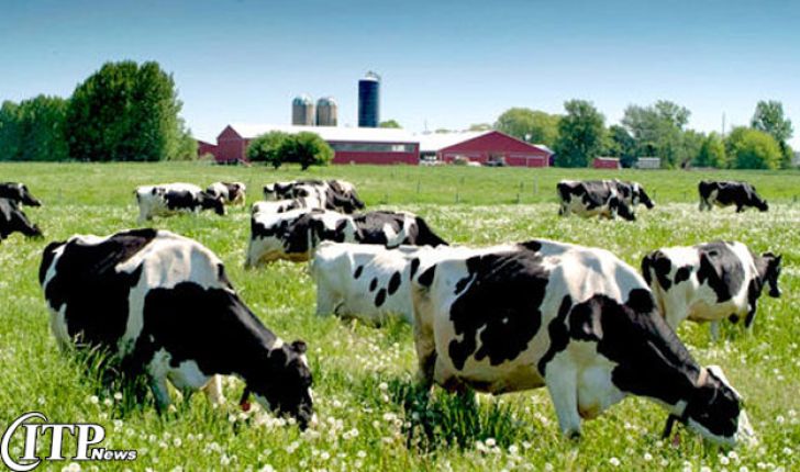 پیش بینی ارزش غذایی جیره های روزانه گاوهای شیرده