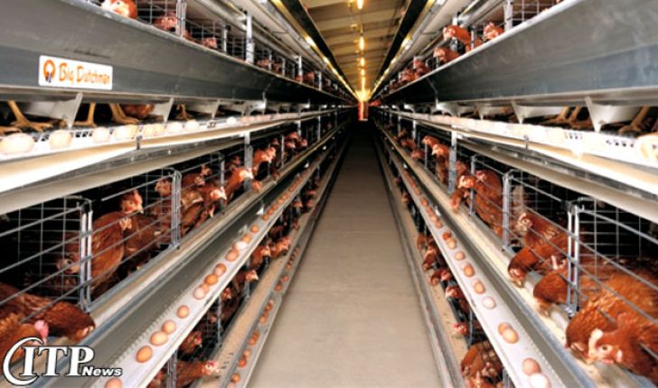 تولید روزانه 190 تن تخم مرغ