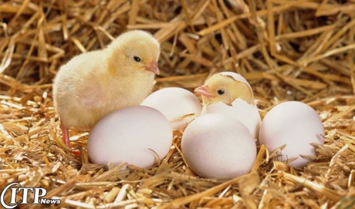 صادرات بیش از 1 میلیون و 95 هزار قطعه جوجه یک روزه و تخم مرغ نطفه دار