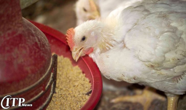 هورمونی بودن مرغ‌ها صحت ندارد/ سلامت محصول، اساس ورود به بازارهای جهانی است
