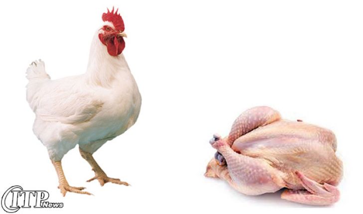 به مرغ‌ها هورمون تزریق نمی‌شود