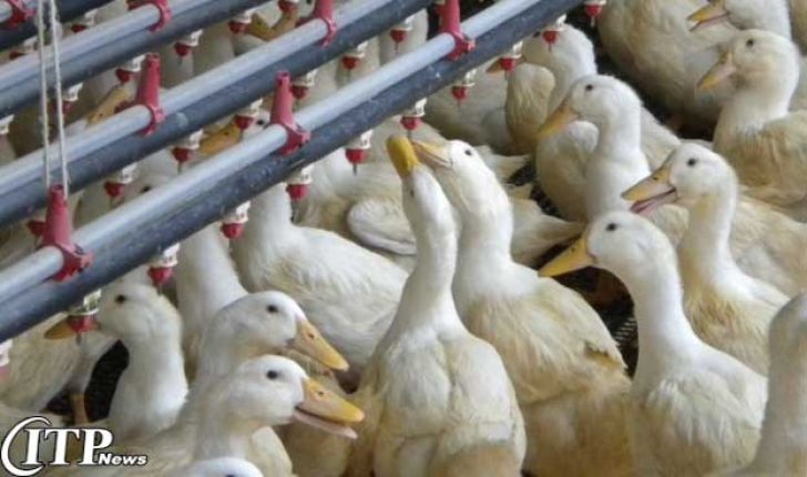 کمپانی بزرگ تولیدات بوقلمون Eurodon اقدام به احداث فارم پرورش اردک در مسکو می کند 