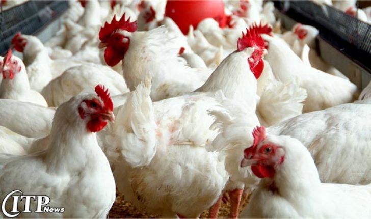 تولید 36هزار تن گوشت مرغ در استان اردبیل 