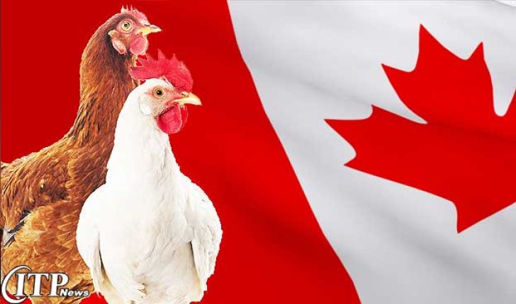 بخش تامین تخم مرغ کانادا به سوی سبزتر شدن پیش می رود