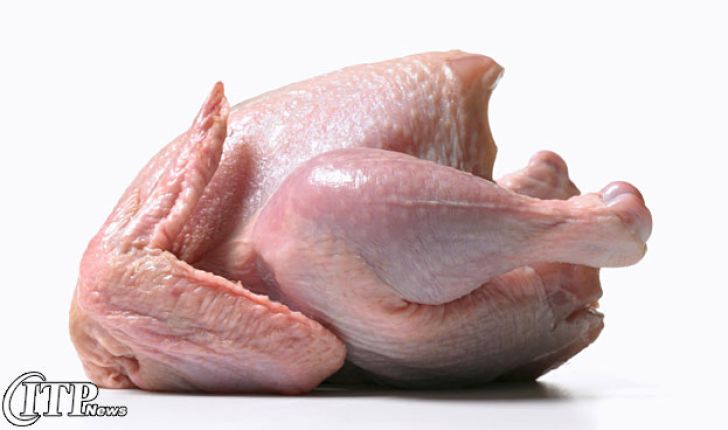 دامپزشکی استان بر تولید مرغ‌های بدون آنتی بیوتیک نظارت دارد