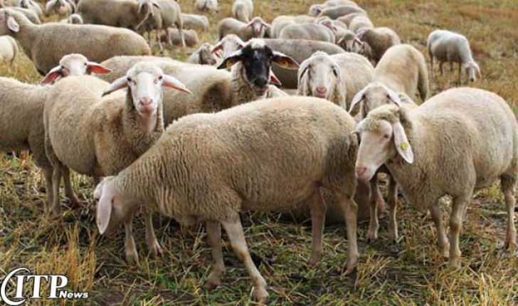 پیش بینی قیمت گوسفند زنده در عید قربان  