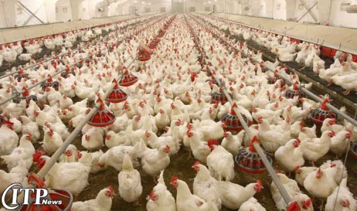 40درصد ظرفیت تولید مرغداری های گلستان بدون استفاده است 