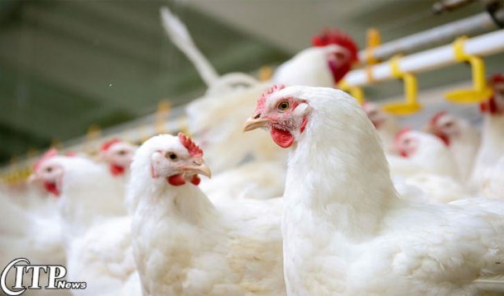 امسال ضریب خود کفایی تولید مرغ درسیستان و بلوچستان به 72 درصد می رسد