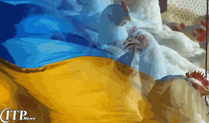 پروژۀ عظیم توسعۀ تولیدات مرغداری اوکراین تا 50 درصد