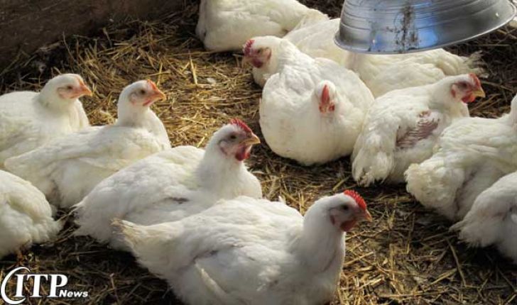 رهاشدگی 40 ساله صنعت مرغ در کشور