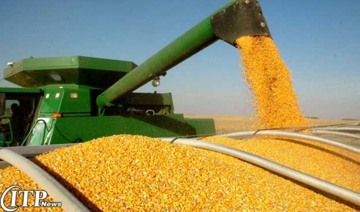 پیش بینی تولید 49 هزار تن ذرت دانه ای در شهرستان کرمانشاه  