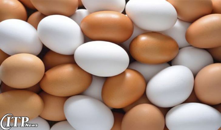 کاهش 60 درصدی صادرات تخم مرغ