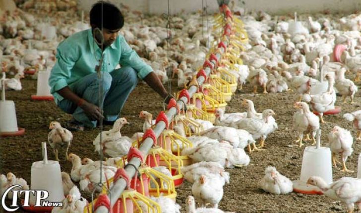 از بین رفتن آنفولانزای مرغی در هند و کمک به صادرات طیور